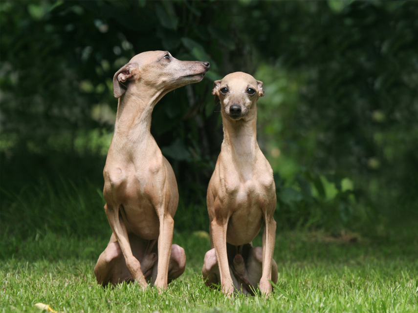 Kimberly, Dildine, greyhound, dog, breeder, kim-dildine, kennel, puppy, for sale, willow springs, mo, missouri, usda